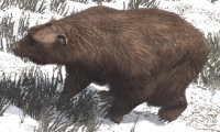 Bear (Grizzly)